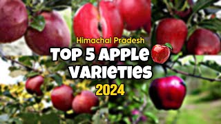 Top 5 Apple 🍎 Varieties 2024  Himachal Pradesh apple appleorchard himachalpradesh [upl. by Daht]