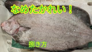 魚の捌き方ナメタガレイ捌き方 [upl. by Ayerim]