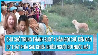 Chú chó trung thành suốt 4 năm đợi chủ đến đón sự thật phía sau khiến nhiều người rơi nước mắt [upl. by Reniar]