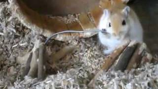 Very funny Gerbil [upl. by Blalock]