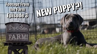 Footage From The Farm Episode 3  A Pol Family Farm Surprise New Puppy [upl. by Zizaludba]