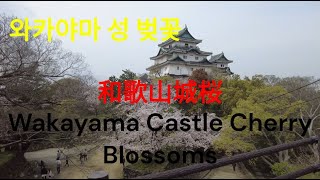 와카야마성 벚꽃 和歌山城桜 Wakayama Castle Cherry Blossoms [upl. by Lethia742]