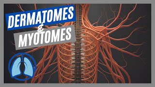 Dermatomes amp Myotomes Made Easy [upl. by Eelyram]