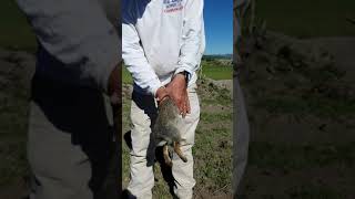 How to Skin a Rabbit Texas Style in 60 Seconds with your Bare Hands [upl. by Nogras]