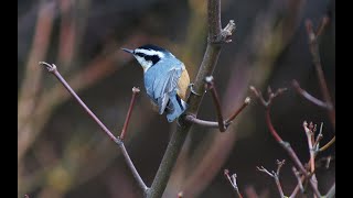 Redbreasted Nuthatch [upl. by Westphal393]