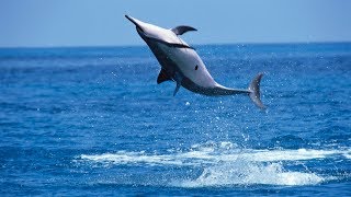 Why Do Spinner Dolphins Spin [upl. by Susanetta]