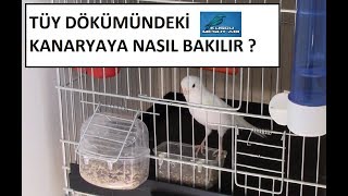 Tüy Dökümündeki Kanaryaya Nasıl Bir Bakım Uygulanmalı [upl. by Ninette28]