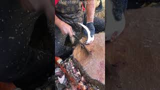 Tank Cleaner fish cutting skills fish shorts [upl. by Alexio]