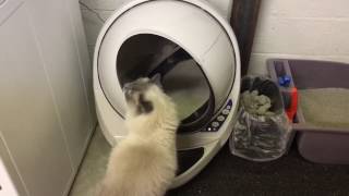 Litter Robot 3 Review  How A SelfCleaning Litter Box Works  LitterRobot  Floppycats [upl. by Lajes]