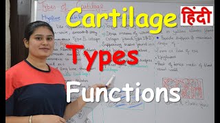 What is Cartilage in Hindi  Types  Functions  RajNEET Medical Education [upl. by Idnak]