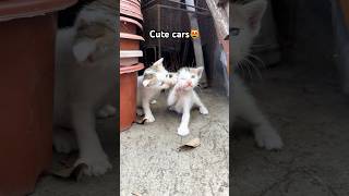 Subscribe to my new cars cat kitten cuteanimal catlover kittten cutecat [upl. by Kcired234]