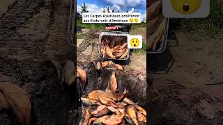 LES CARPES ASIATIQUES😲 shortvideo short asia carpfishing fish fishing wonderful usa america [upl. by Yvonne]