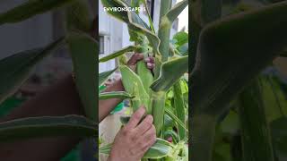 Home grown and harvested Baby corn  Tasty [upl. by Eehc913]