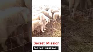 Puppy on Secret Mission 😍 funny adorablepuppies petlove doglovers dogmom funnypuppy [upl. by Camroc770]