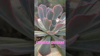 🌸ECHEVERIA SHAVIANA suculentas plantas cactusplant cactusjardin love [upl. by Artenahs]