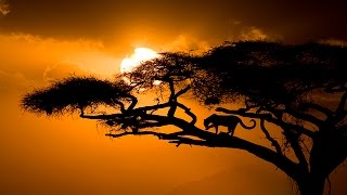 Relaxing Music  Música Relajante Vol II África [upl. by Inalaek]