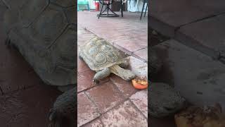 Sonoran desert tortoise 🐢 shorts tortoise desert [upl. by Anitsirt]