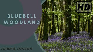 Forest Birdsong Nature Sounds  Bluebell Woodland  HD 1 Hour Birdsong Version Studying Series Ep7 [upl. by Carie]