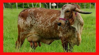 🔴 GIROLANDO LECHERO Y GYR 🏆 HACIENDA VILLA CARMEN ✅ Vacas Lecheras [upl. by Anialam]