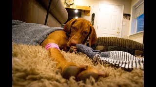 Vizsla Spay Operation and Recovery  Video 90 [upl. by Moht]