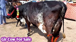 Girlando Cow For Sale in Malumor Mandi Jhang 2022 [upl. by Felita]