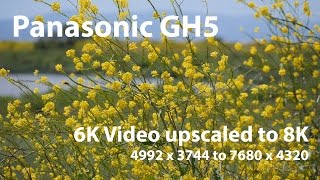 Panasonic GH5 Test  6K Video  Upscaled to 8K YouTube Frame [upl. by Harrod]