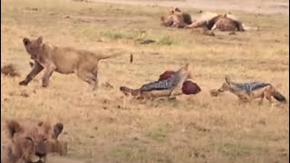 🥩 Meat Madness in Amboseli 🐺 Jackal Outfoxes Lions 🦁 Jackal Lion Amboseli Wildlife EpicFail [upl. by Auohc]