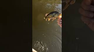 Esse é gigante pescador fishing pesca pescaria viralvideo fish comedia tucunare tucunar [upl. by Mort277]