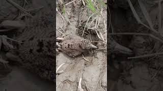 Red wattled lapwing baby 😍  Vanellus Indicus [upl. by Ashlin988]