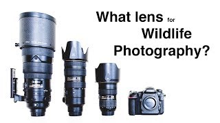 What lens for wildlife photography [upl. by Liggett808]