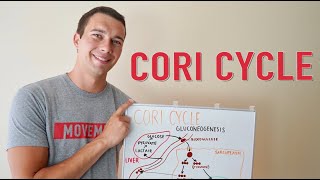 What is the Cori Cycle  Gluconeogenesis Explained Simply [upl. by Akamaozu]