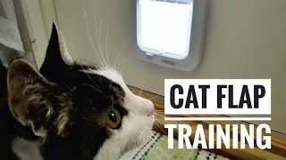 How to Train Your Cat to Use a Cat Flap Door A StepbyStep Guide cat pettrainingtips pets [upl. by Sibyls]