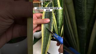 Simple method to propagate snake plant  growing snake plant in water shorts [upl. by Elocyn]