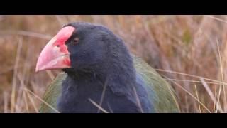 Takahē  return to the wild [upl. by Llednar404]