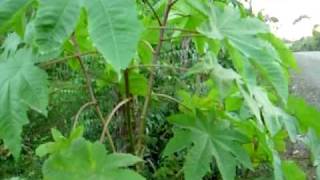 castor bean seedcastor plant  Higuereta Biodiesel [upl. by Inail979]