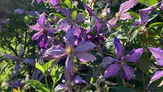 Mid and Late Summer flowering clematis [upl. by Marras]