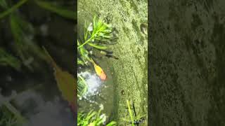 Redsword platy and platinum red guppy guppy aquarium thanjavur [upl. by Hooge209]