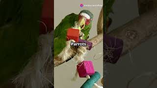 Top 10 Fun Facts About Parrots [upl. by Nomed]