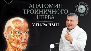 V пара ЧМН Анатомия тройничного нерва Anatomy of the trigeminal nerve [upl. by Joris969]