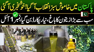 Big Olive oil Extraction in Pakistan  Olive oil Farming  Made In Pakistan [upl. by Fernanda734]