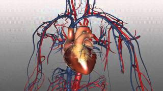 The Heart and Major Vessels  PART 1  Anatomy Tutorial [upl. by Esch]