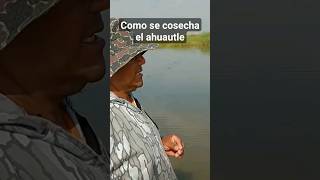 Cómo se cosecha el ahuautle en el Lago de Texcoco pesca [upl. by Noffihc964]