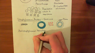 Penicillin and Beta Lactamases Part 3 [upl. by Daveen]