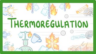 GCSE Biology  How We Control Our Body Temperature 55 [upl. by Leohcin]