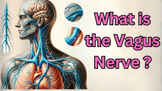 What is the Vagus Nerve [upl. by Isolde]