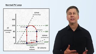 The Cardiac Cycle and PV Loops [upl. by Wallford]