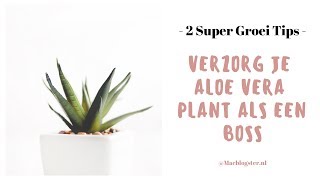 Aloe Vera plant verzorgen als een boss  2 tips voor snelle groei [upl. by Sherrill921]