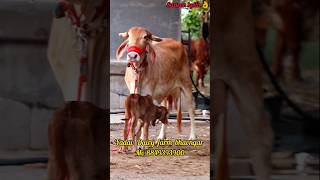 Swaran kpila cow 8849393900 [upl. by Eesak]