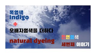 천연염색 복합염색 쪽염색 더하기 오배자 천연염색 natural dyeing gallnut and indigo [upl. by Skill]