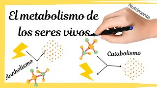 El METABOLISMO de los seres vivos ANABOLISMO y CATABOLISMO [upl. by Ahselef248]